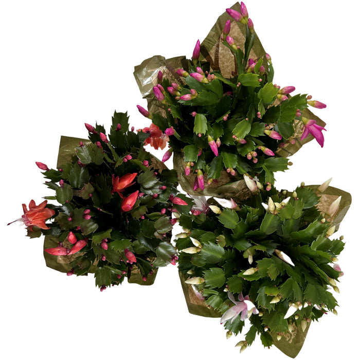 Christmas Cactus 4" or 6" Grower Pot with Holiday Slip Cover- Grower's Choice