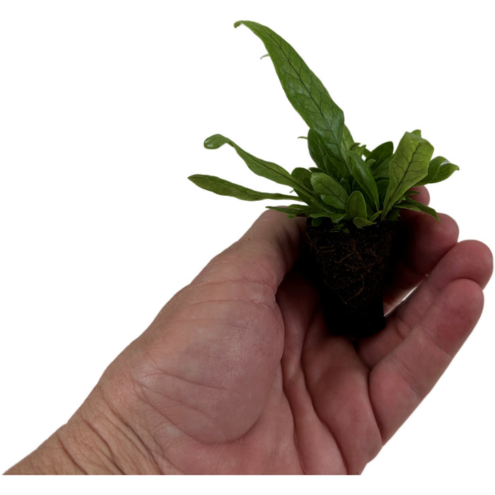 Crocodile Fern Starter Plant/4" Grower Pot