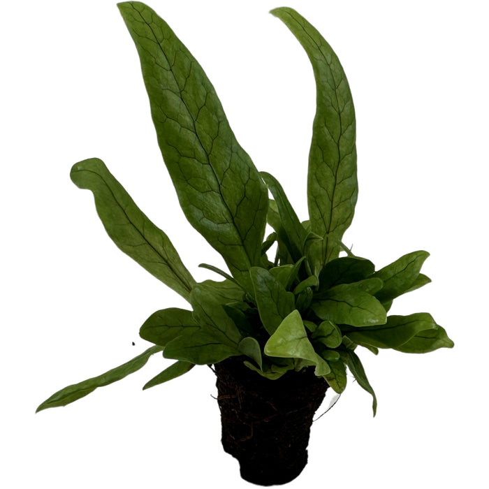 Crocodile Fern Starter Plant/4" Grower Pot