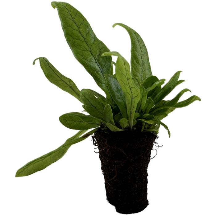 Crocodile Fern Starter Plant/4" Grower Pot