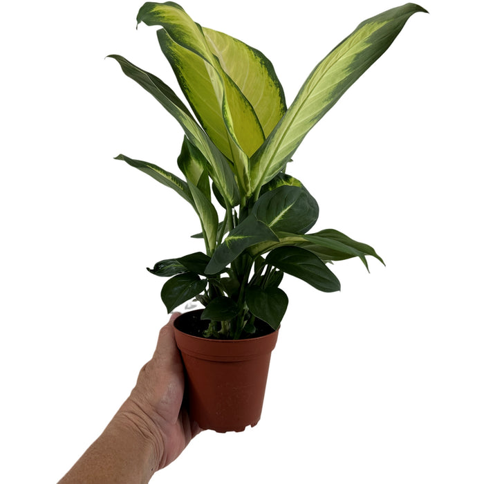 Dieffenbachia Tropic Marianne- 4" Grower Pot