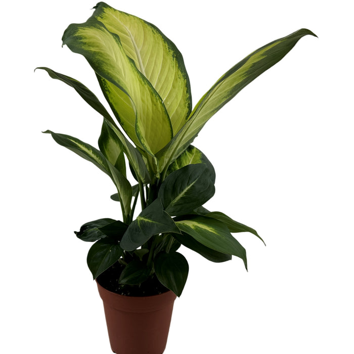 Dieffenbachia Tropic Marianne- 4" Grower Pot