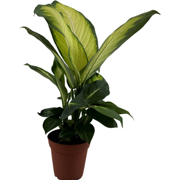 Dieffenbachia Tropic Marianne- 4" Grower Pot
