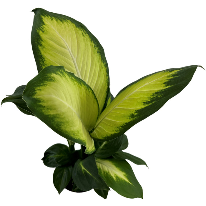 Dieffenbachia Tropic Marianne- 4" Grower Pot
