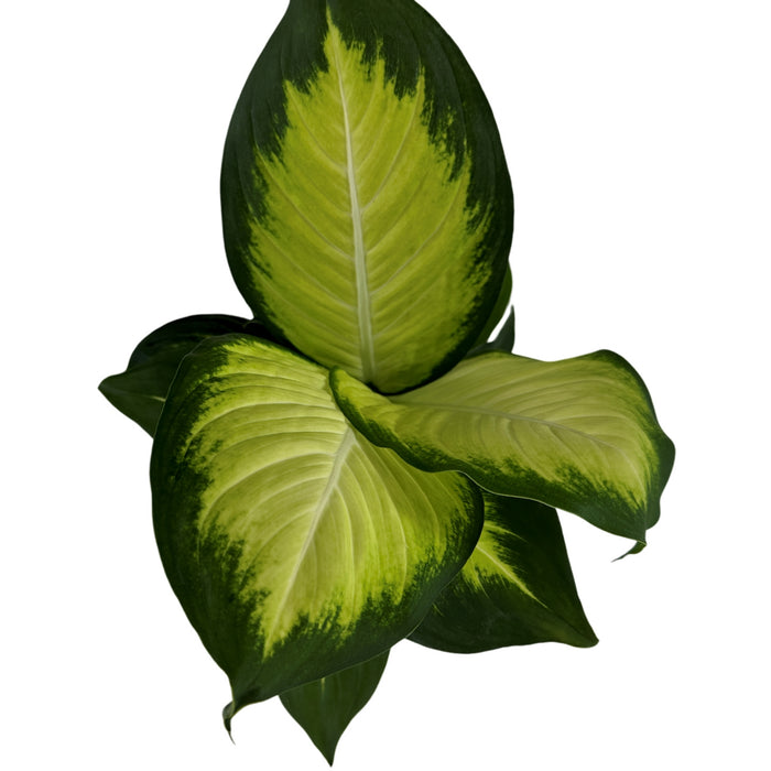 Dieffenbachia Tropic Marianne- 4" Grower Pot