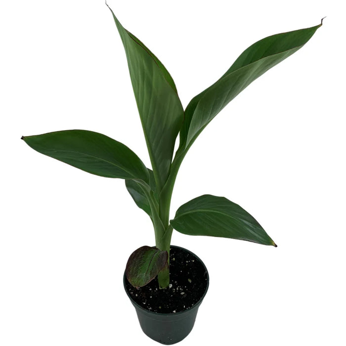 Ensete Maurelii Starter Plant or 4" Grower Pot