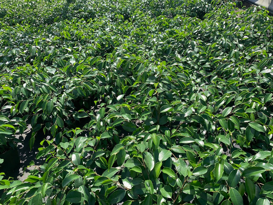 Ficus Benjamina Evergreen Bush "Weeping Fig"