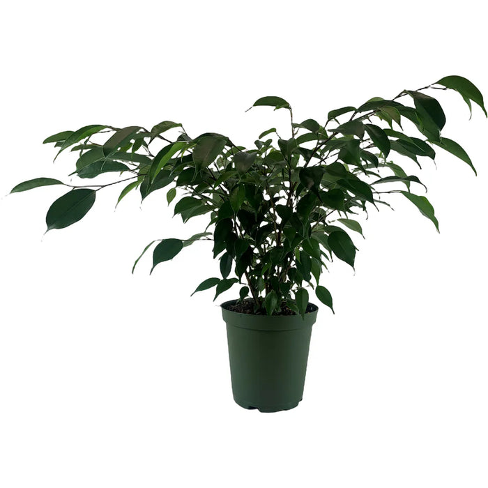 Ficus Benjamina Evergreen Bush "Weeping Fig"