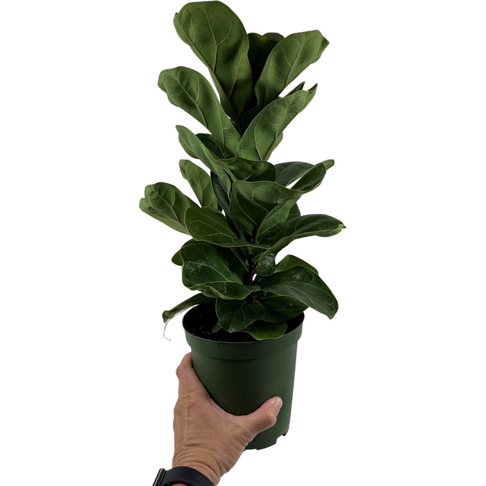 Ficus Lyrata Compact Bambino- 4"/6" Grower Pot