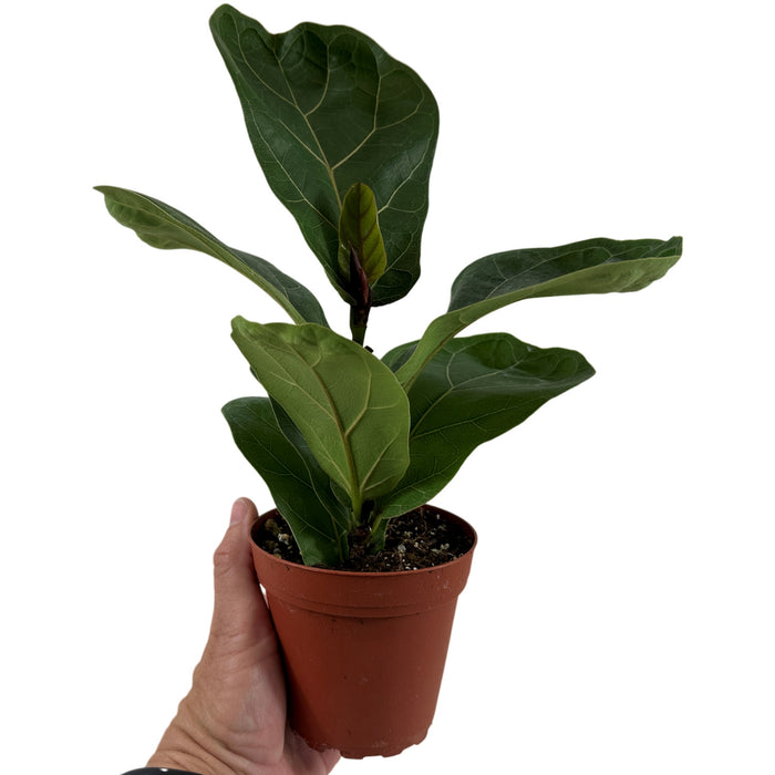 Ficus Lyrata Compact Bambino- 4"/6" Grower Pot