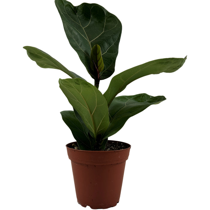 Ficus Lyrata Compact Bambino- 4"/6" Grower Pot