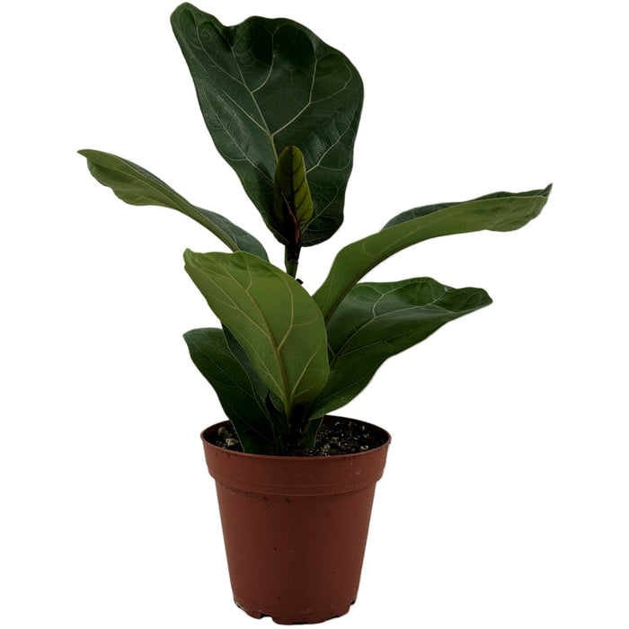 Ficus Lyrata Compact Bambino- 4"/6" Grower Pot