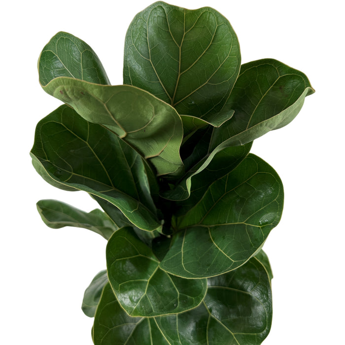 Ficus Lyrata Compact Bambino- 4"/6" Grower Pot