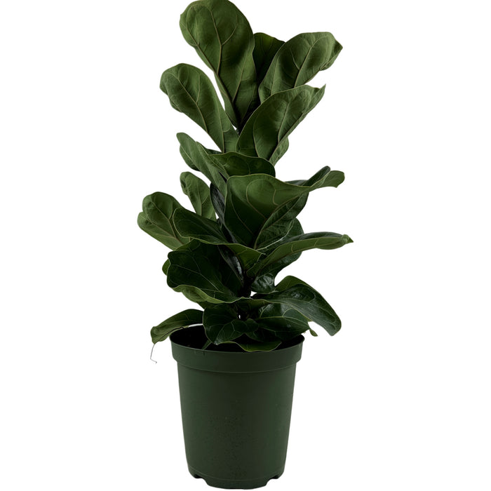 Ficus Lyrata Compact Bambino- 4"/6" Grower Pot