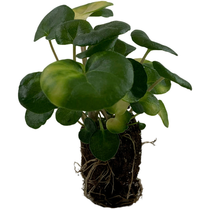 Farfugium Firefly-Starter Plant / 4" Grower Pot