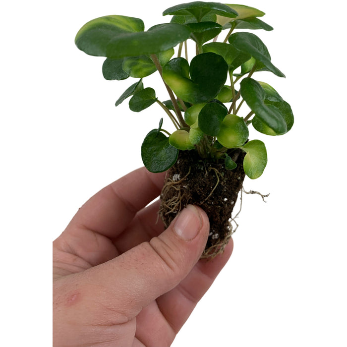 Farfugium Firefly-Starter Plant / 4" Grower Pot