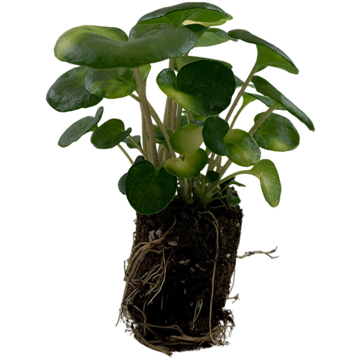 Farfugium Firefly-Starter Plant / 4" Grower Pot