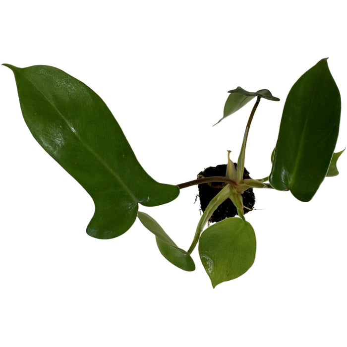 Philodendron Florida Green Starter Plant/4" Grower Pot