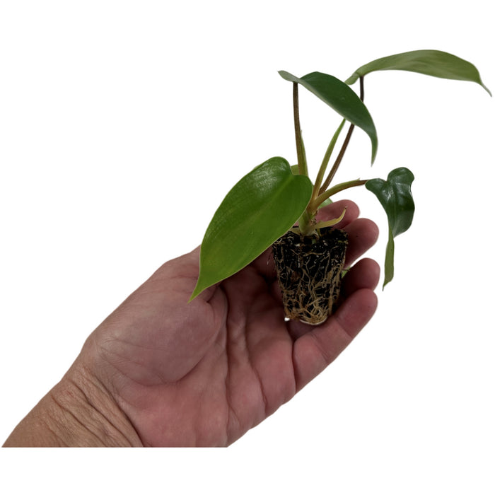 Philodendron Florida Green Starter Plant/4" Grower Pot