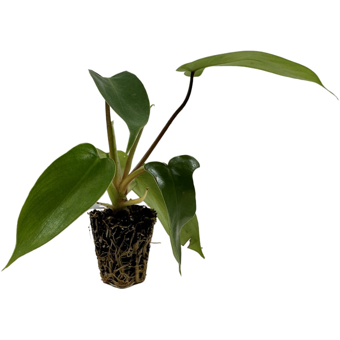 Philodendron Florida Green Starter Plant/4" Grower Pot