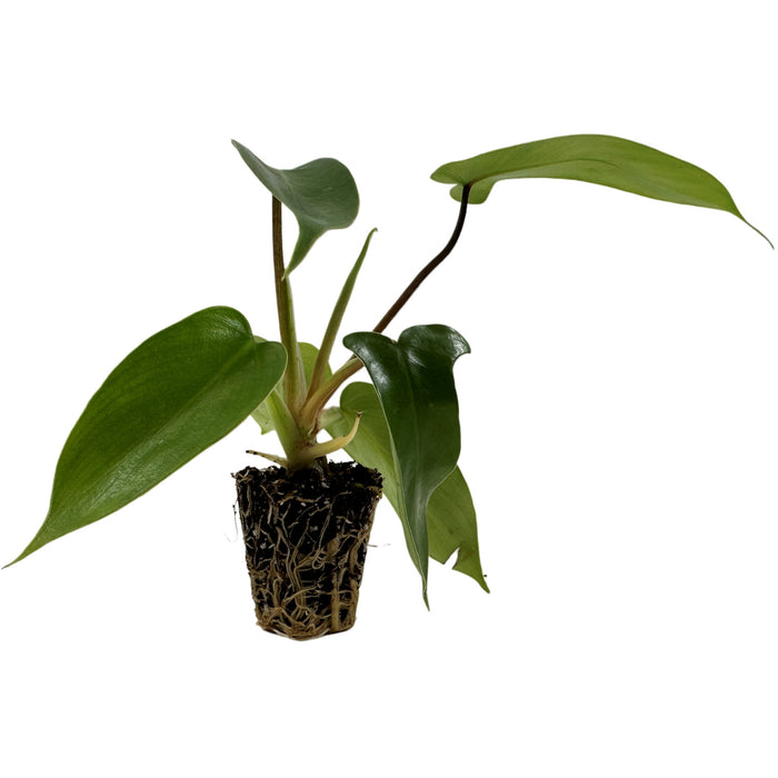 Philodendron Florida Green Starter Plant/4" Grower Pot