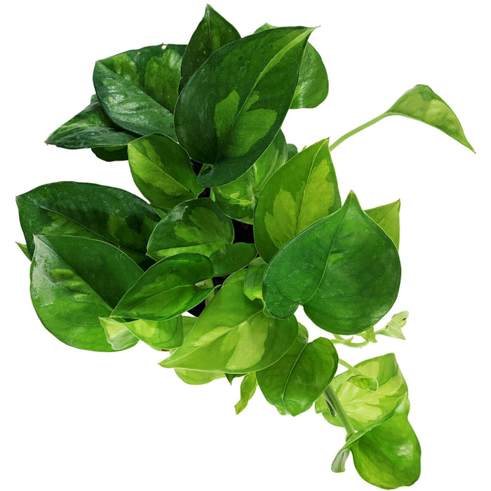 Global Green Pothos