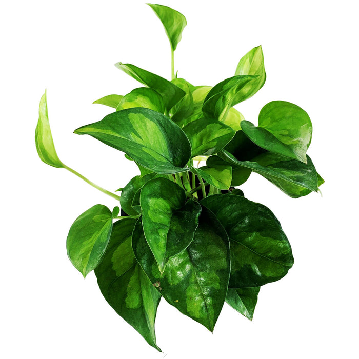 Global Green Pothos