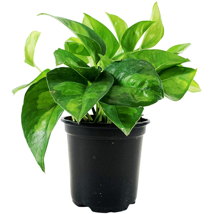 Global Green Pothos