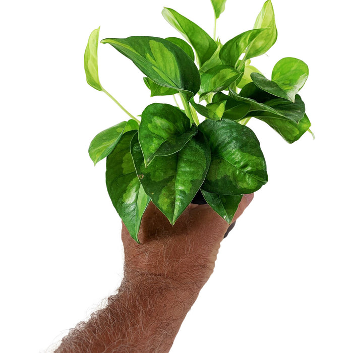 Global Green Pothos