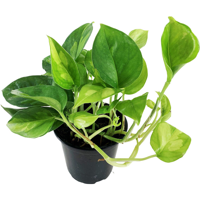 Global Green Pothos