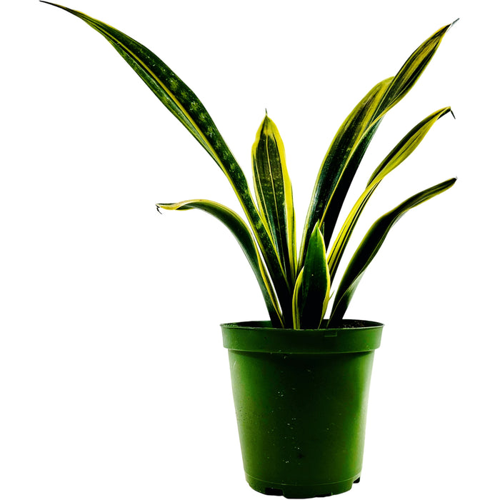 Sanseviera Gold Flame 6" Grower Pot