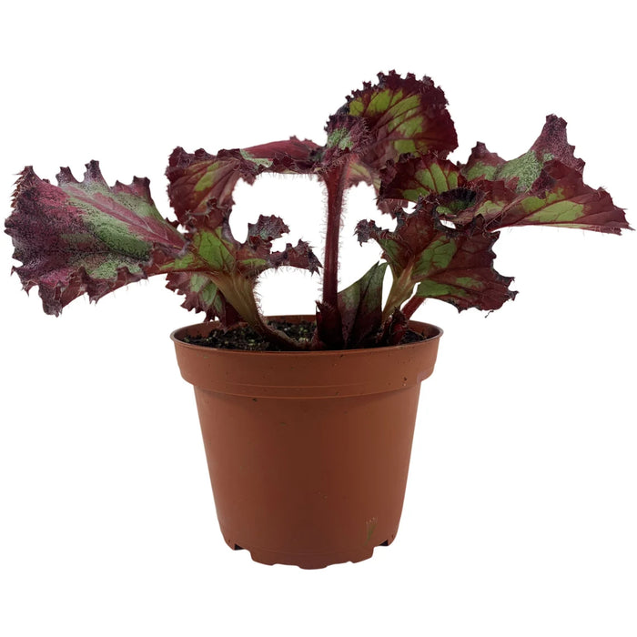 Harmony Begonia Jaded Heart 4" Grower Pot