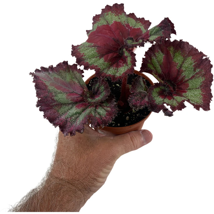 Harmony Begonia Jaded Heart 4" Grower Pot