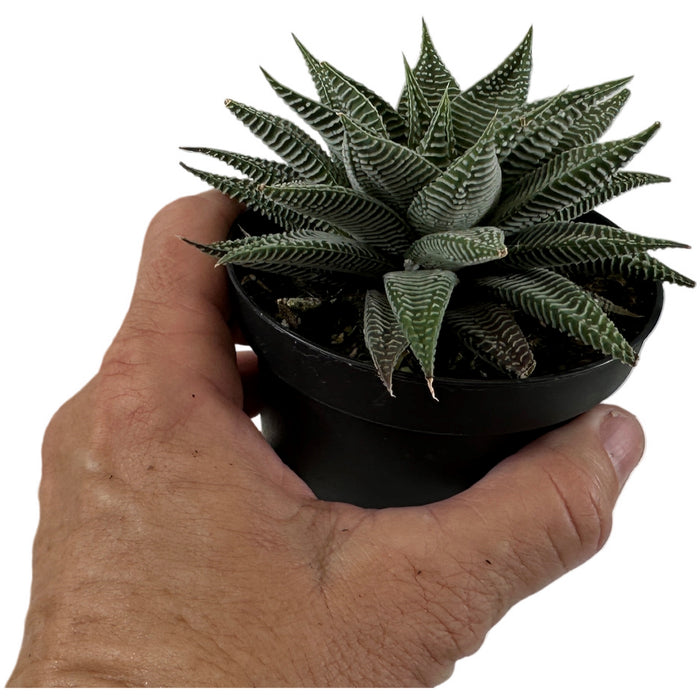 Haworthia "Spider White" 4" Grower Pot