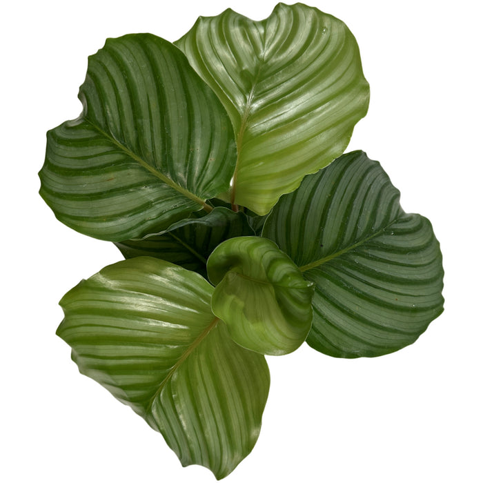 Calathea Orbifolia-4" Grower Pot