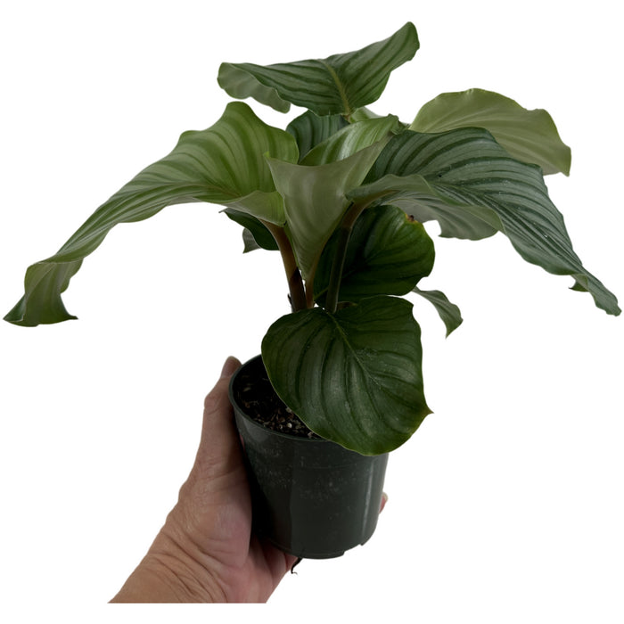 Calathea Orbifolia-4" Grower Pot