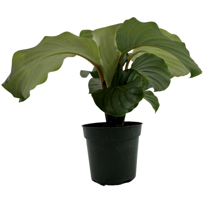 Calathea Orbifolia-4" Grower Pot