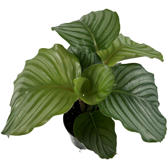 Calathea Orbifolia-4" Grower Pot