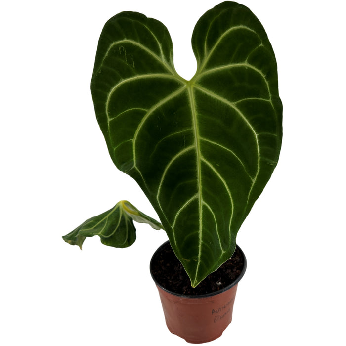 Anthurium Regale 6" Grower Pot-Exact Plant for Sale