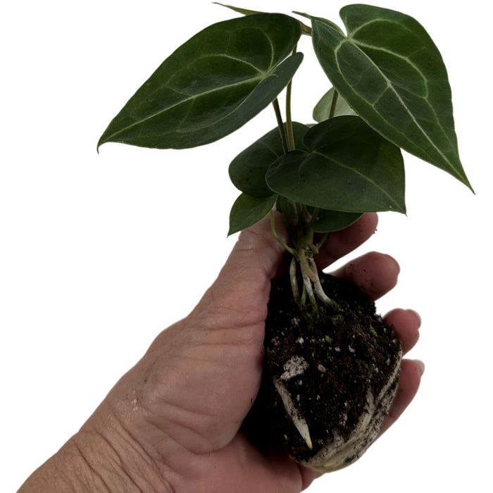Anthurium Clarinervium-Starter Plant/4" Grower Pot