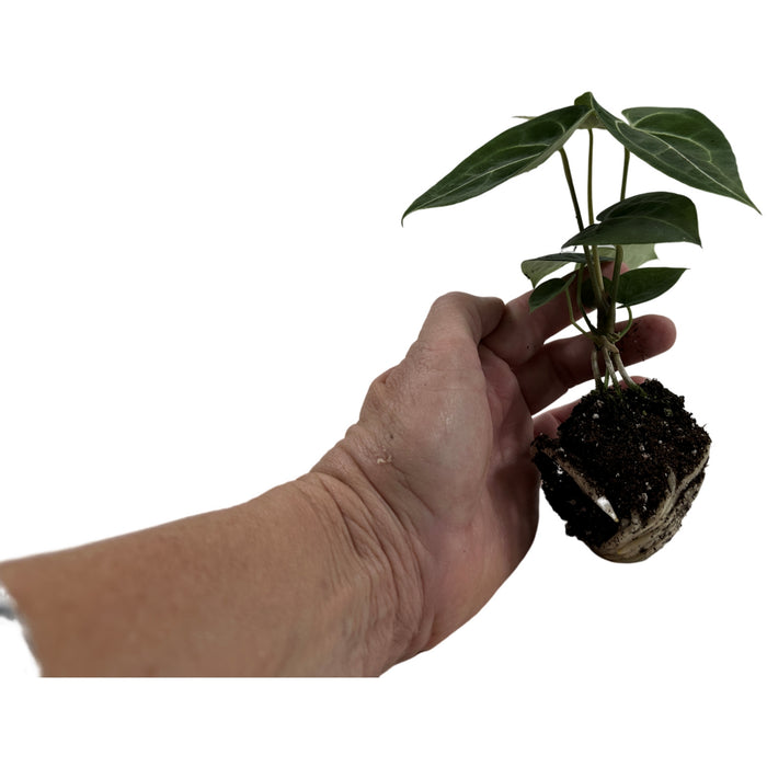 Anthurium Clarinervium-Starter Plant/4" Grower Pot