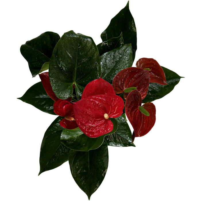 Anthurium Red 6" Grower Pot