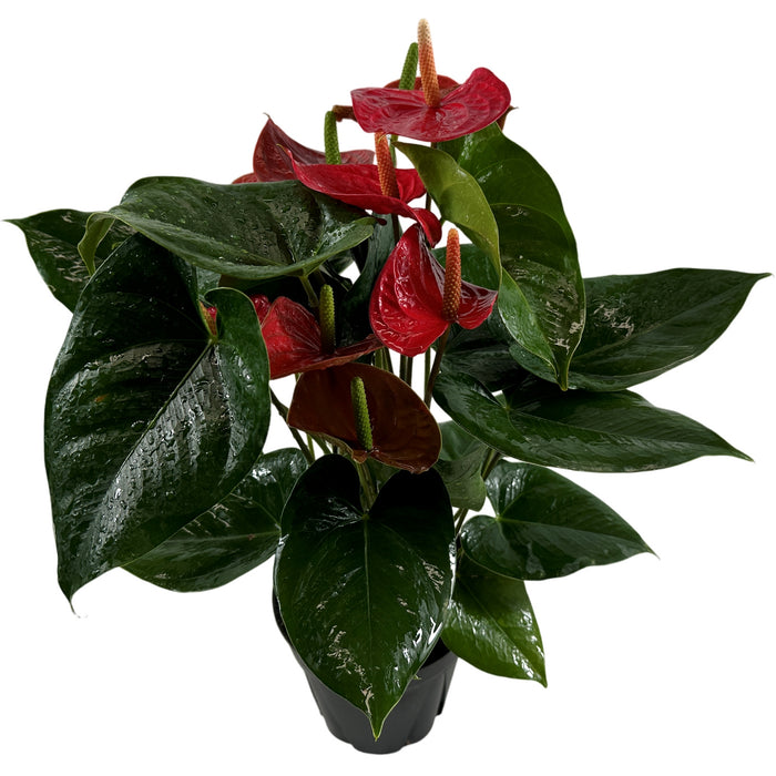 Anthurium Red 6" Grower Pot