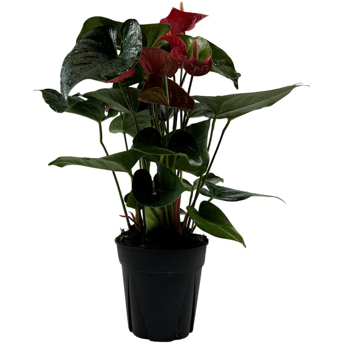 Anthurium Red 6" Grower Pot