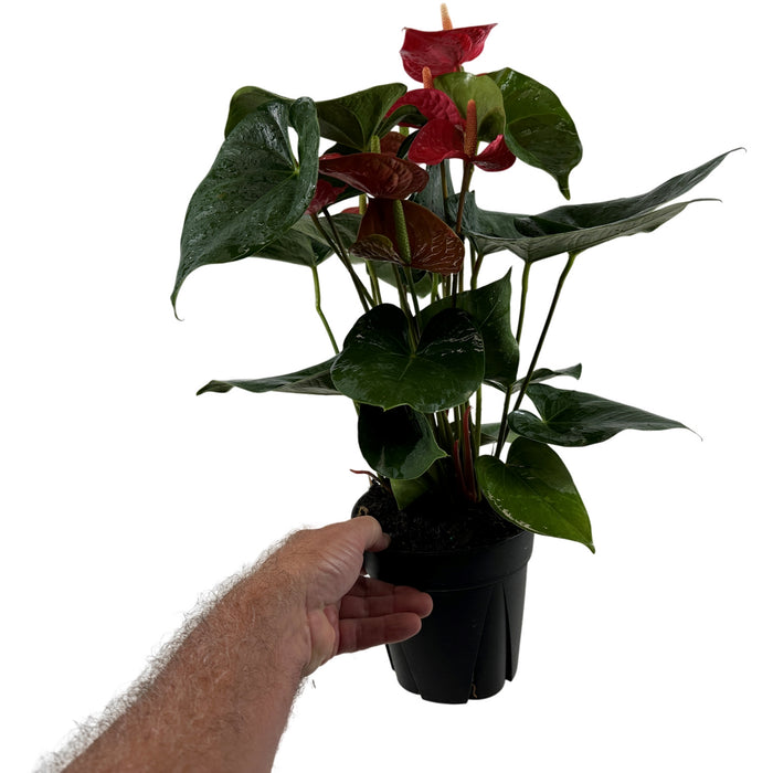 Anthurium Red 6" Grower Pot
