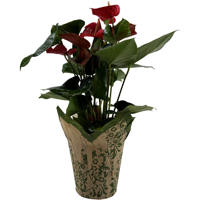 Anthurium Red 6" Grower Pot