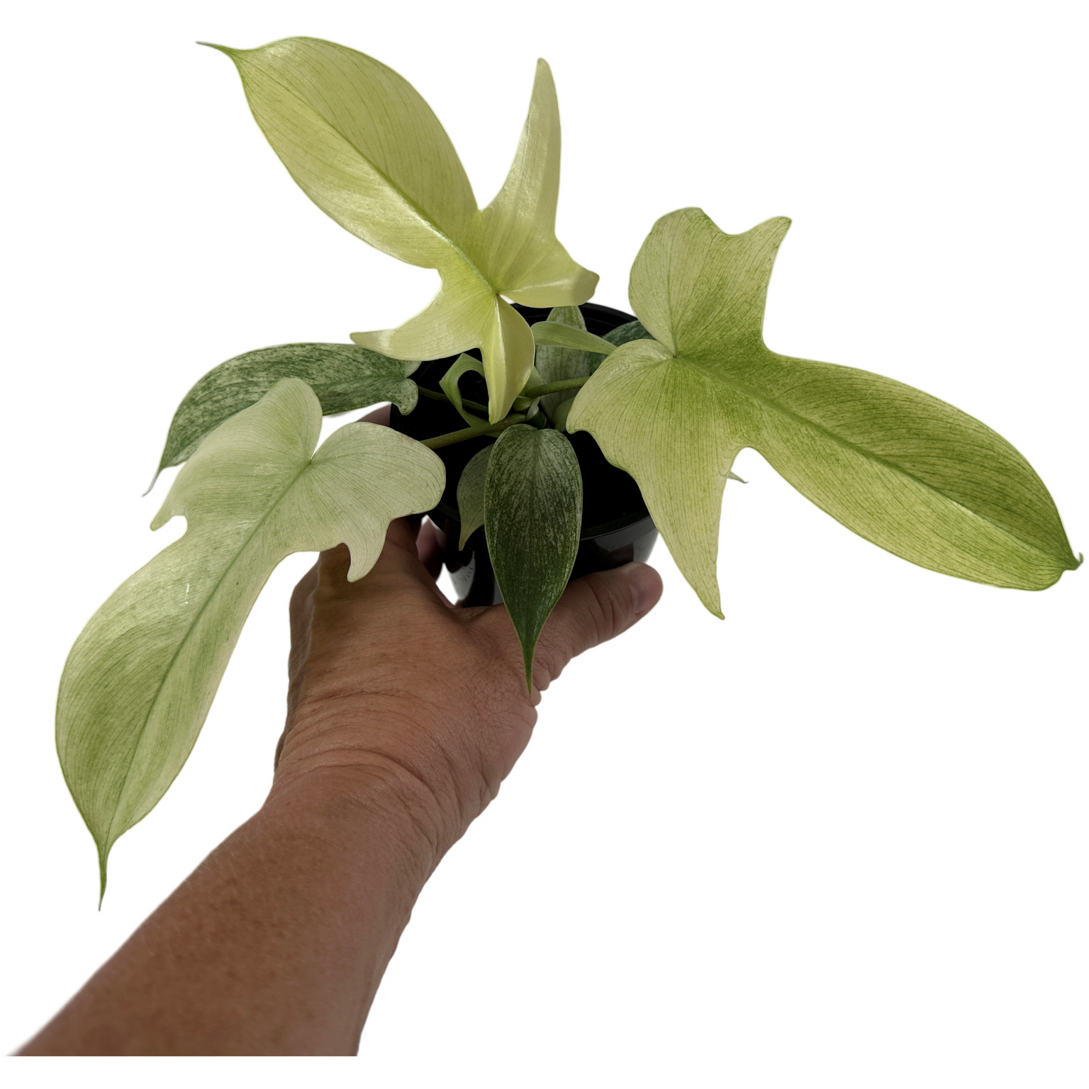 Starter Plants - Affordable Plant Option — Plantastic Direct