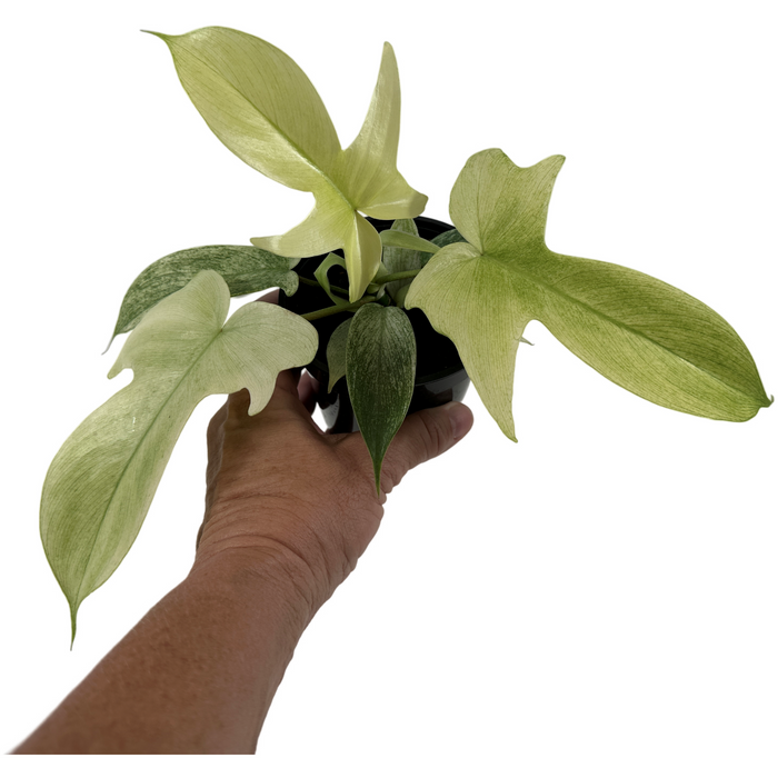 Philodendron Florida Ghost-Starter Plant/ 4" Grower Pot