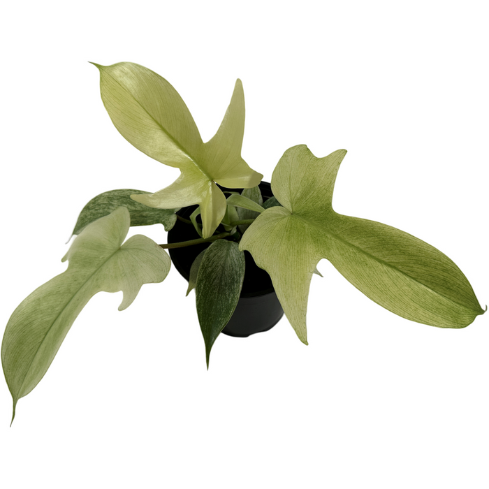 Philodendron Florida Ghost-Starter Plant/ 4" Grower Pot