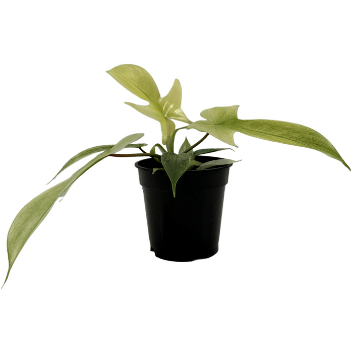 Philodendron Florida Ghost-Starter Plant/ 4" Grower Pot